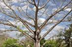 A Ceiba, a bela e sagrada árvore dos mayas, em Tikal, na Guatemala